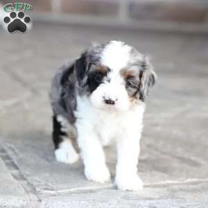 Brooks, Cavapoo Puppy